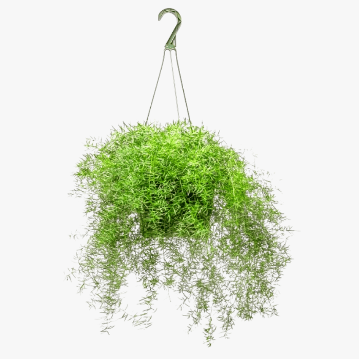 Asparagus Hanging