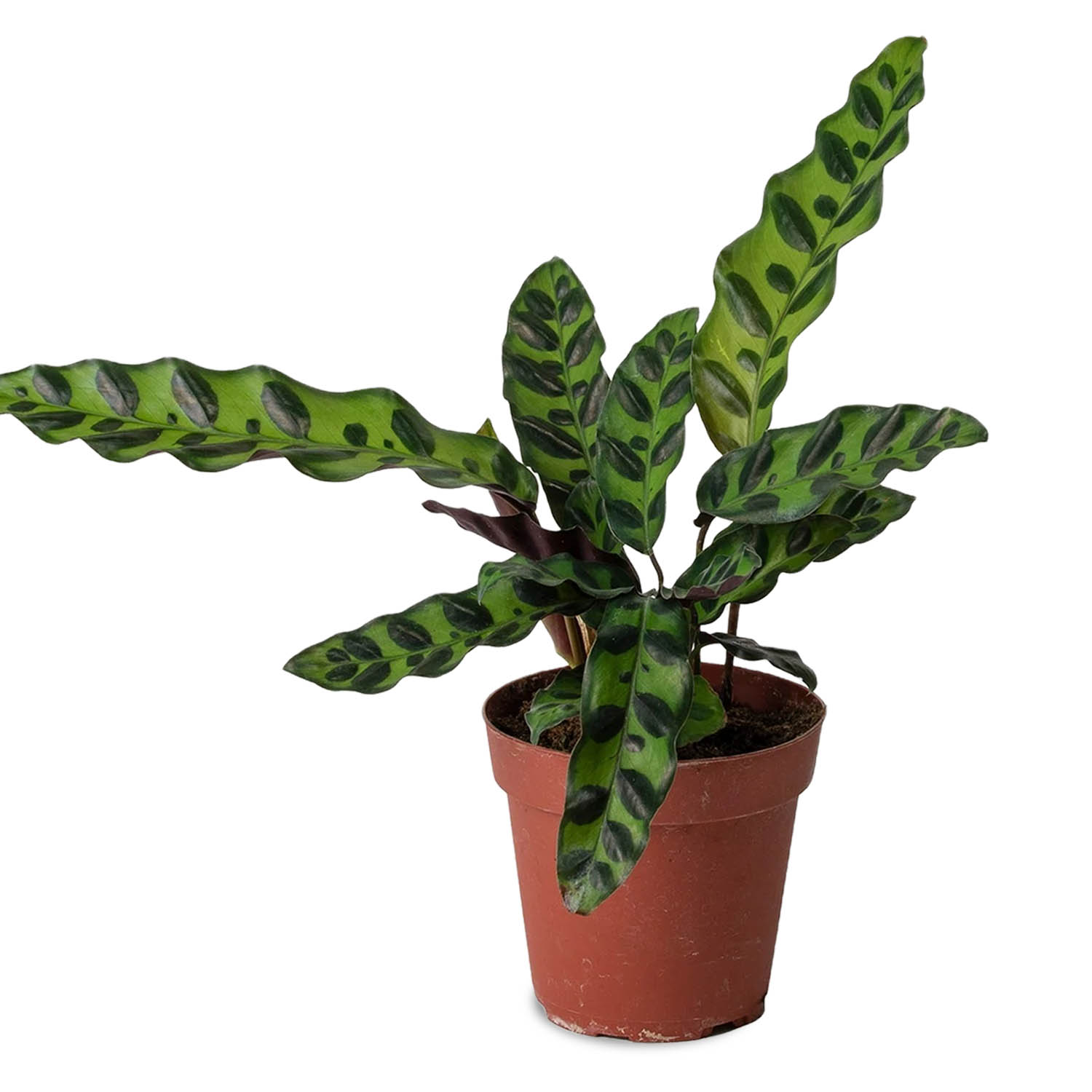 Calathea Lancifolia (Rattlesnake Plant)